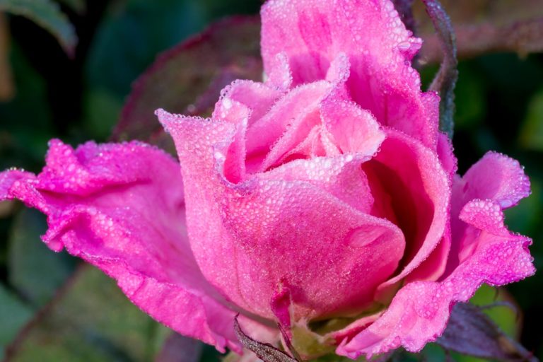 Pink rose with morning dew